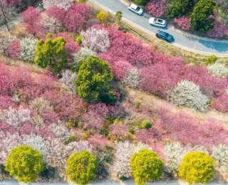 荆楚花香“漂向全国”，湖北赏花季推介会即将走进湖南河南