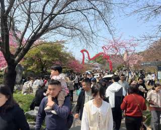 东湖樱花园人山人海，河南游客：“几乎年年都来，这里太美了！”