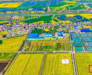 七彩油菜花引客来，湖北监利“程集古镇七彩烂漫游”启幕