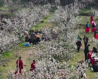 南漳大山村的樱桃花开了，三十年前那片荒山如今变成了“花果山”