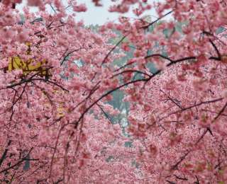 一夜风雨，早樱依旧！游人打伞漫步东湖樱花园