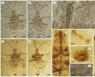 内蒙古发现1.65亿年前蝽类化石