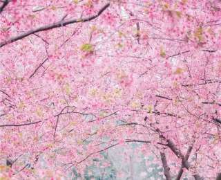 “樱”你而来，服务护航，东湖樱花园全面升级点亮赏樱路