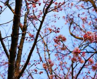 江苏滨海樱花进入最佳观赏期，清水湖公园成热门打卡点