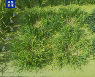 一種多收！我國(guó)科學(xué)家培育出多年生“長(zhǎng)壽水稻”