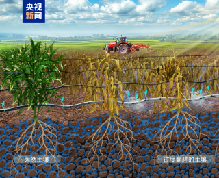 植物與土壤關(guān)系新視角！中外科學(xué)家揭示耕作方式對(duì)土壤的影響