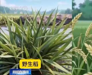 我國(guó)科學(xué)家成功克隆“長(zhǎng)壽基因” 首創(chuàng)一次播種多年收獲水稻