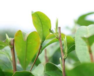 阳新：春茶开采 指尖生金