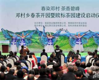 夷陵：邓村高山春茶开园 欧标茶园试点破局