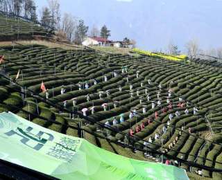 保康：一片绿叶托起新希望 一缕茶香振兴乡村路