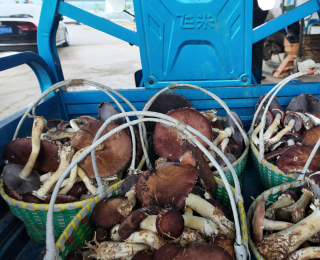 阳新：点草成金 秸秆回收种蘑菇