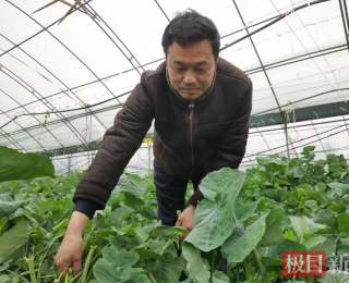 种菜一年挣300万元！沙洋油菜薹种植户带动30余个农民致富
