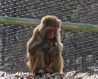 猴妈妈抱娃秀母爱 神农架救护站添“新丁”