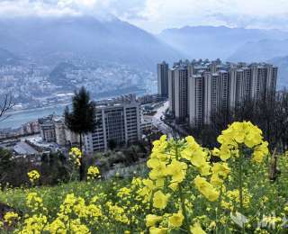 藏不住的浪漫！巴东把春天种满全城