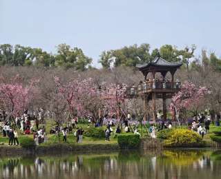 天气放晴、樱花绽放、汉马在即，全国各地的游客都来武汉了