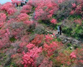 杜鹃花已盛开！木兰云雾山第17届杜鹃花嘉年华启幕