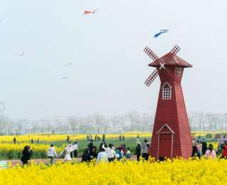风筝飞舞、童话小火车、田野卡拉OK……湖北江陵油菜花海流淌春日浪漫