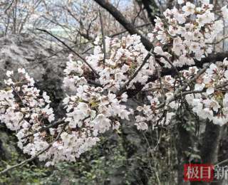 湖北咸安：花漾经济涌春潮