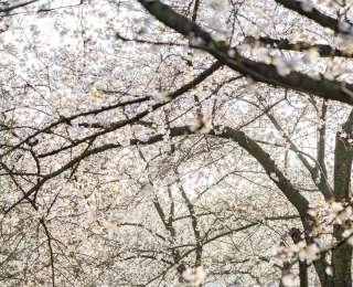 春日盛景如约至，东湖樱花园迎来最佳赏花期