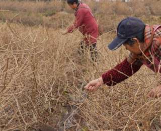 来凤：明前藤茶抢“鲜”采摘