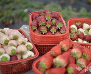 宣恩高罗：小小草莓熟 致富劲头足