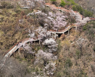 湖北大冶：万株古樱竞相绽放迎客来