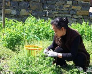 宣恩：春社食春味 一口社饭香