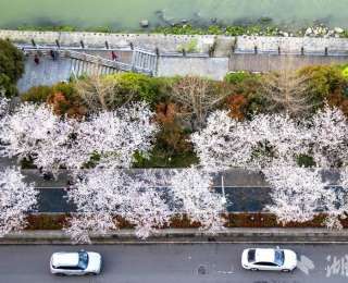 恩施市：清江河畔樱花绽放