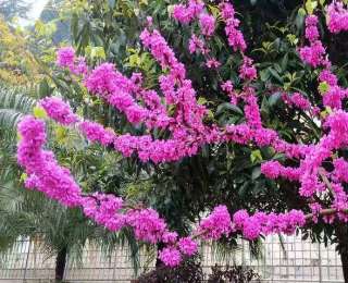 巴东：紫荆花开 扮靓江城