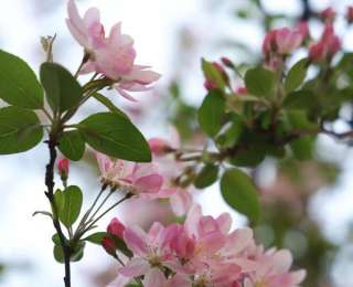 春风有信，花开有期！在宣恩，遇见玉兰海棠的温柔