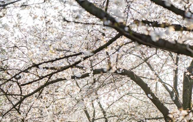 春日盛景如约至，东湖樱花园迎来最佳赏花期