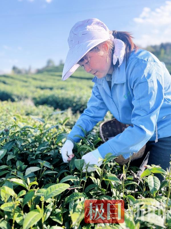 竹溪县汇湾镇：一片茶叶的“升值记”