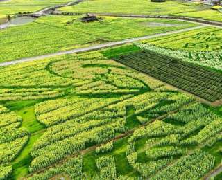 宣恩：稻油轮作绘就贡米之乡春日画卷