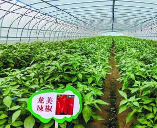“蔬”写和州新画卷，安徽和县推动蔬菜产业向更高质量更高层次迈进