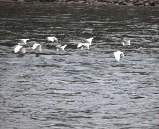 竹山县多措并举筑牢鸟类保护屏障，共筑生态护鸟新风尚