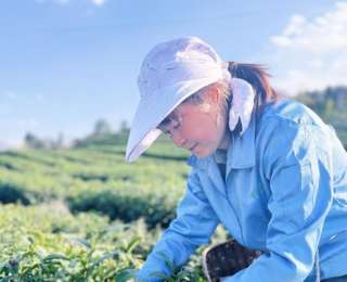 竹溪县汇湾镇：一片茶叶的“升值记”