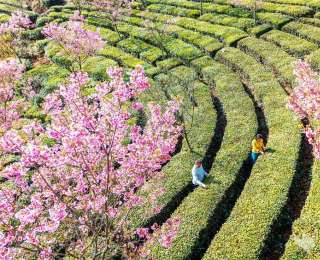 快来品尝湖北春天的第一口“鲜”！