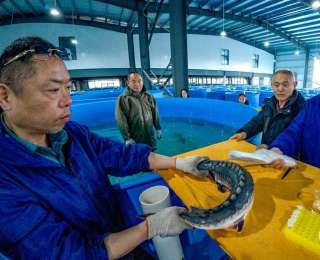 带“芯”归家！荆州计划放流50.2万尾中华鲟子二代