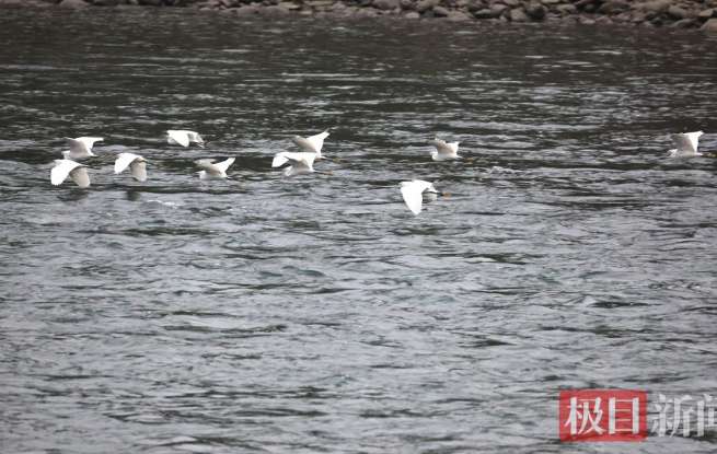 竹山县多措并举筑牢鸟类保护屏障，共筑生态护鸟新风尚