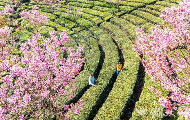 快来品尝湖北春天的第一口“鲜”！
