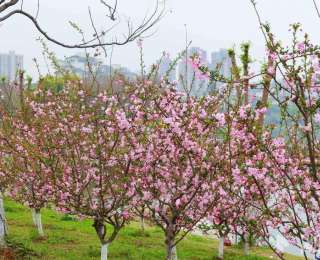 花开如瀑，香风扑面，洪山邀你共赴一场春日“盛宴”