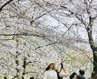 观名楼、赏樱花、觅知音、游长江！武汉文旅“携手长江瞰见世界”