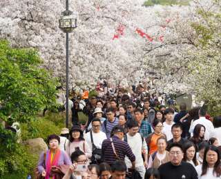 7.7万人次！中樱盛放引客来，东湖樱花园周六创今年单日入园纪录