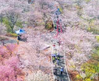 来享受田园风光吧，武汉农业部门发布7条乡村赏花精品路线