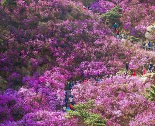 青岛大珠山杜鹃花会启幕，万亩花海即将刷屏