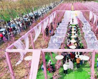 踏青賞桃花 山西臨汾翼城3500畝花海催熱春日經(jīng)濟