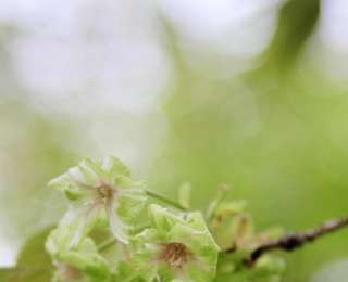 東湖櫻花園晚櫻次第綻放，花期持續(xù)至4月中上旬