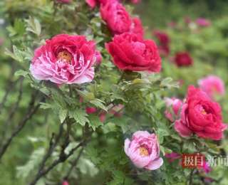 花開六七成，東湖牡丹園已進入盛花期