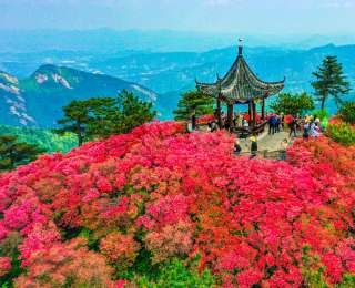 龜峰山賞花旺季將至，“映山紅志愿服務隊”全力護航