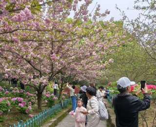 人間最美四月天，“江南牡丹第一園”國色傾城迎來賞花客